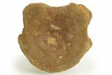 Fossil Ichthyosaur (Brachypterygius) Vertebra - England #316875-1